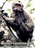 Click image for larger version

Name:	Monyet ekor Panjang (macaca).jpg
Views:	181
Size:	3.4 KB
ID:	62612